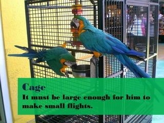 Cage
It must be large enough for him to 
make small flights.
 