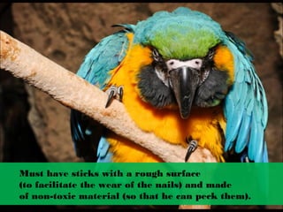 Must have sticks with a rough surface 
(to facilitate the wear of the nails) and made 
of non­toxic material (so that he can peck them).
 