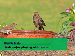 Bathtub
Birds enjoy playing with water.
 