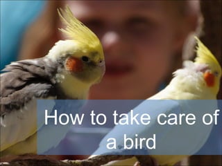 How to take care of
a bird
 