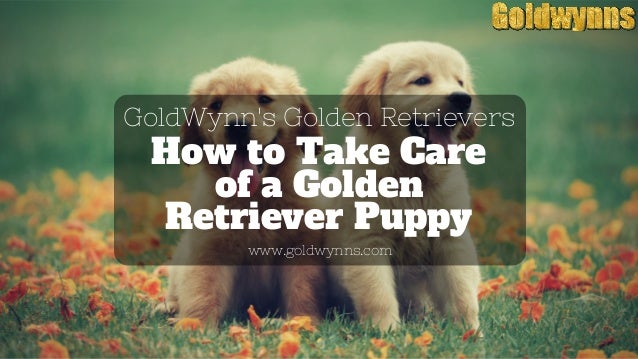 golden retriever puppy care