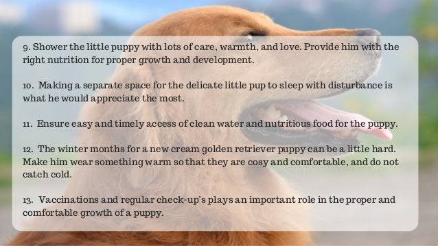 golden retriever puppy care