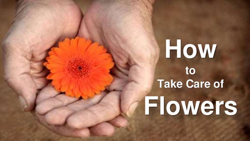 How to Take Care Of Flowers