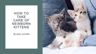 HOW TO
TAKE
CARE OF
NEWBORN
KITTENS
By dylan corneillie
 