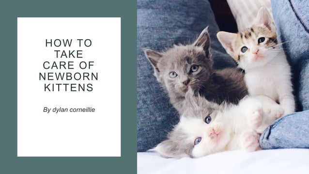 How to take care of newborn kittens. | PPT