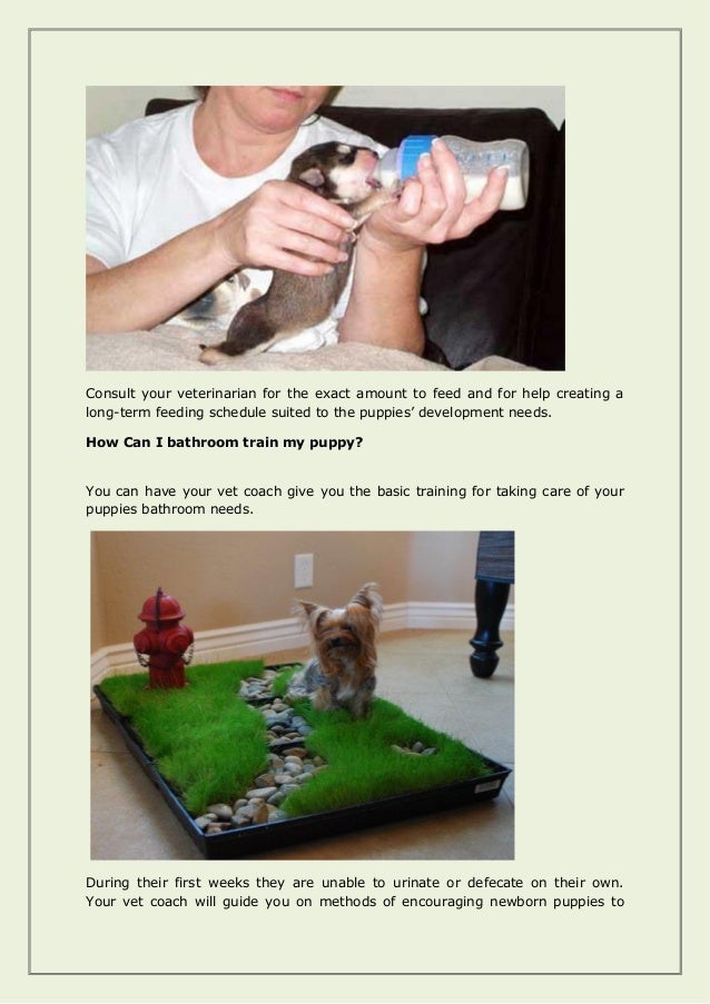 How to take care of newly born puppies