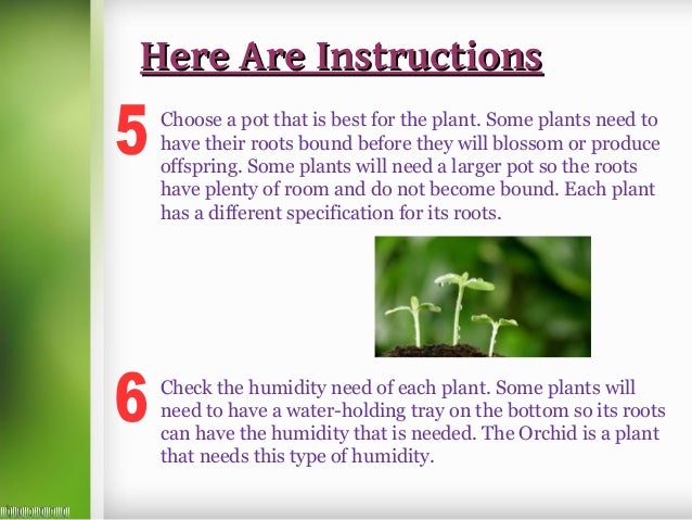 how to take care of plant plants galore online uk how to take care of plant plants galore online uk
