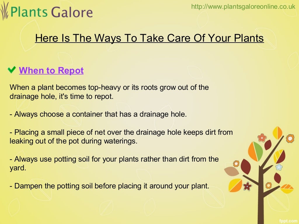 How To Take Care Of Plants Plants Galore Online