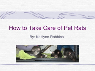 How to Take Care of Pet Rats
       By: Kaitlynn Robbins
 