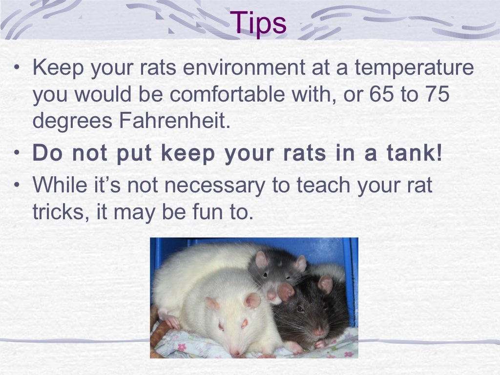 How to take care of rats