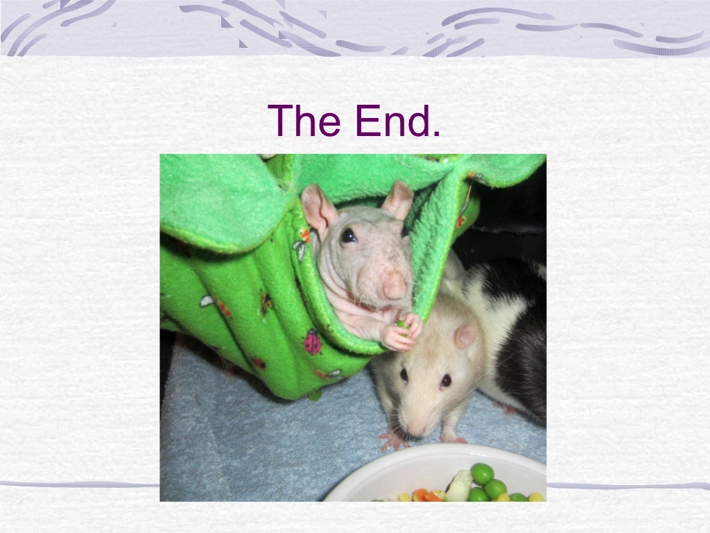 How to take care of rats