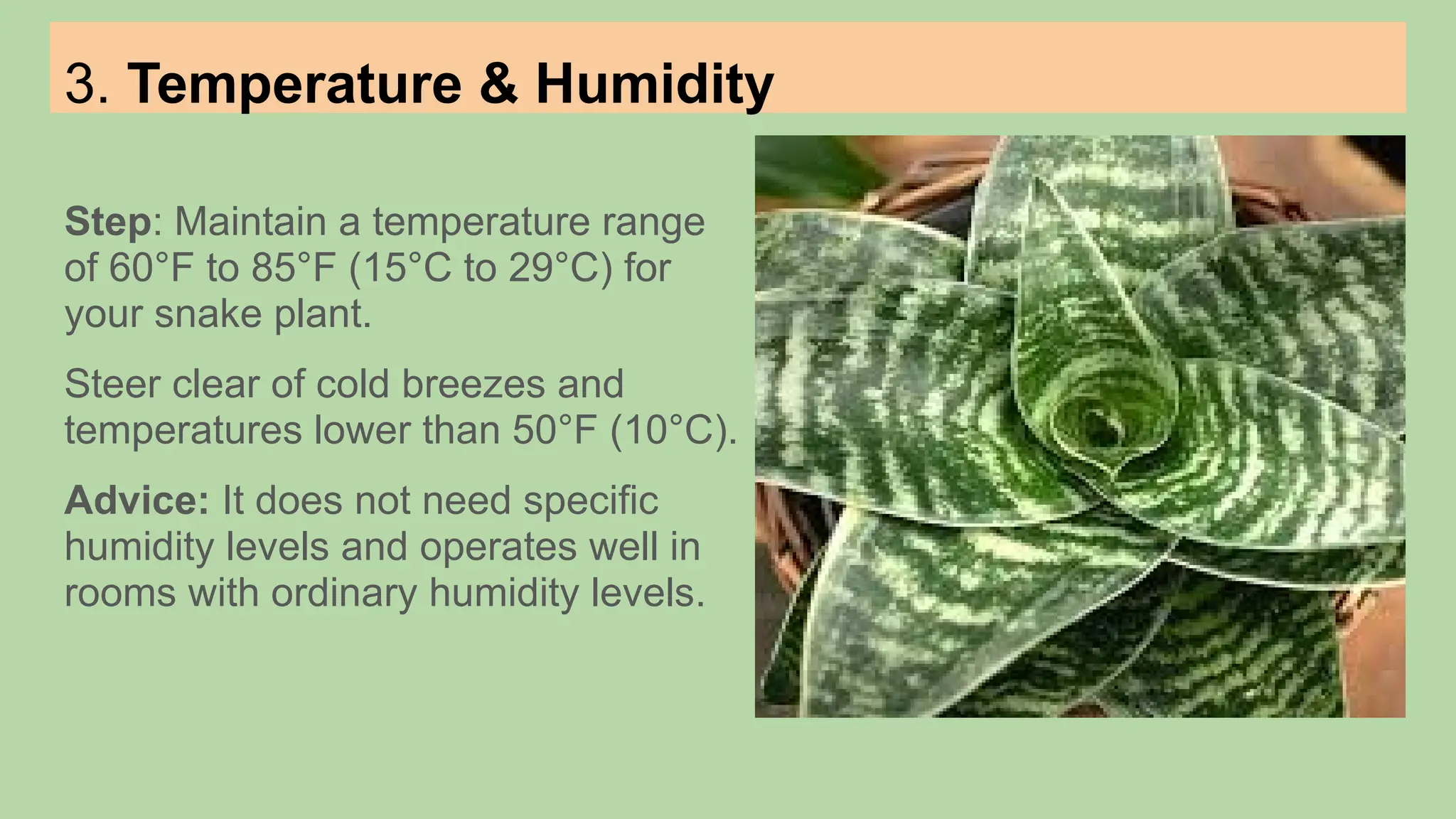 Picture Idea: How To Take Care Of Snake Plant 2 Pptx