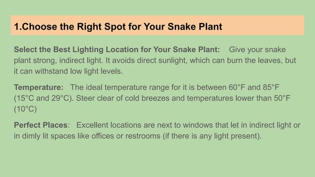 How to take care of Snake Plant (2).pptx