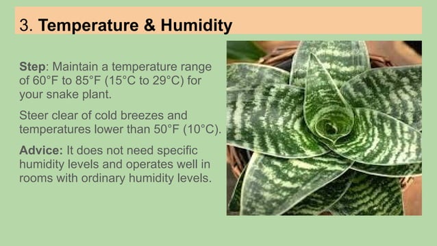 How to take care of Snake Plant (2).pptx