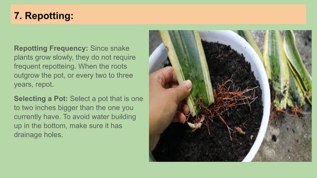 How to take care of Snake Plant (2).pptx
