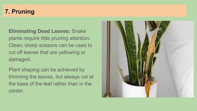 How to take care of Snake Plant (2).pptx