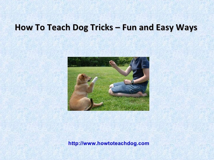How To Teach Dog Tricks Fun and Easy Ways