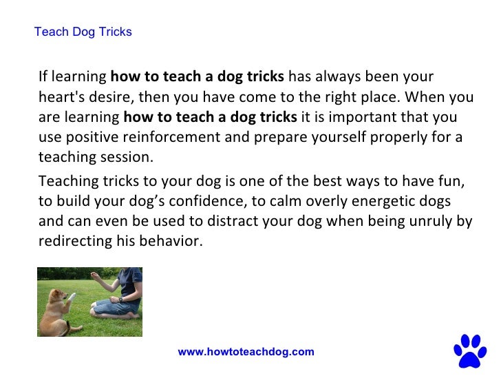 how to teach a tricks how to teach tricks and easy ways how to teach a tricks how to teach tricks and easy ways