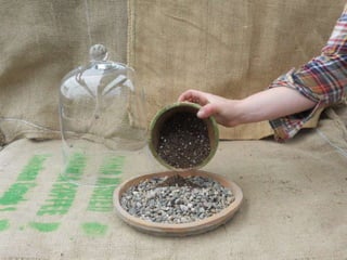 How to make a terrarium with Emily at Snug Harbor Farm