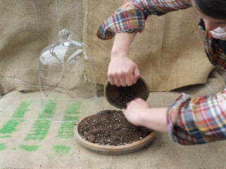 How to make a terrarium with Emily at Snug Harbor Farm