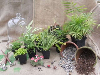 How to make a terrarium with Emily at Snug Harbor Farm