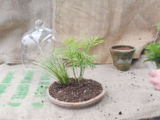 How to make a terrarium with Emily at Snug Harbor Farm