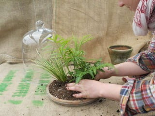 How to make a terrarium with Emily at Snug Harbor Farm