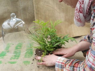 How to make a terrarium with Emily at Snug Harbor Farm