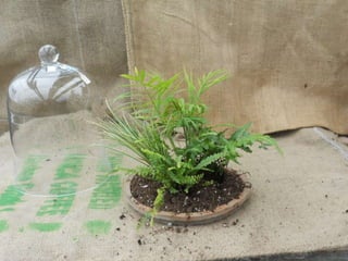 How to make a terrarium with Emily at Snug Harbor Farm