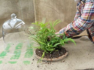 How to make a terrarium with Emily at Snug Harbor Farm