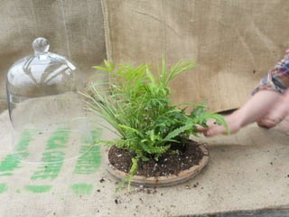 How to make a terrarium with Emily at Snug Harbor Farm