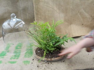 How to make a terrarium with Emily at Snug Harbor Farm