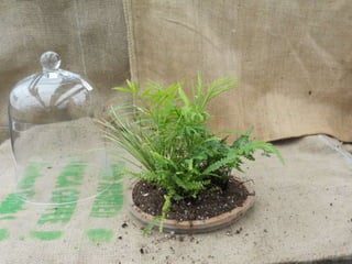 How to make a terrarium with Emily at Snug Harbor Farm