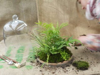 How to make a terrarium with Emily at Snug Harbor Farm