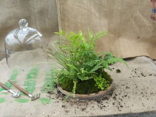 How to make a terrarium with Emily at Snug Harbor Farm