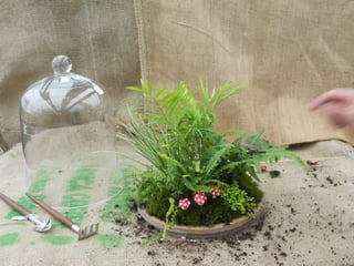 How to make a terrarium with Emily at Snug Harbor Farm