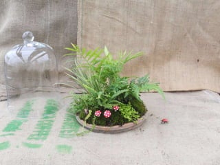 How to make a terrarium with Emily at Snug Harbor Farm