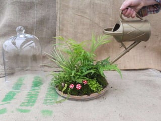 How to make a terrarium with Emily at Snug Harbor Farm