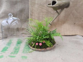 How to make a terrarium with Emily at Snug Harbor Farm