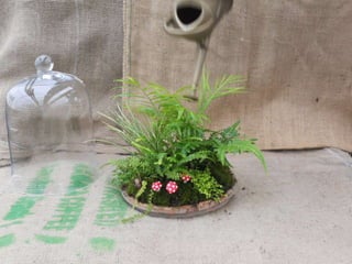 How to make a terrarium with Emily at Snug Harbor Farm