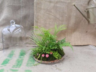 How to make a terrarium with Emily at Snug Harbor Farm