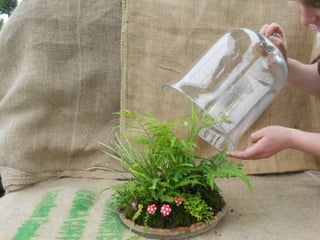 How to make a terrarium with Emily at Snug Harbor Farm