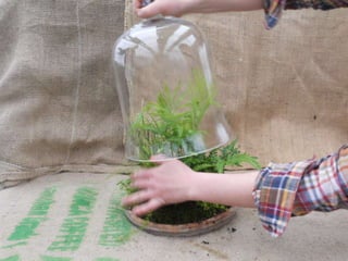 How to make a terrarium with Emily at Snug Harbor Farm