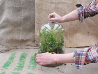 How to make a terrarium with Emily at Snug Harbor Farm
