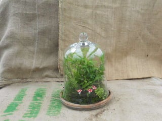 How to make a terrarium with Emily at Snug Harbor Farm