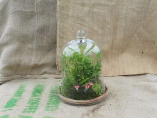 How to make a terrarium with Emily at Snug Harbor Farm