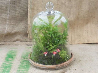 How to make a terrarium with Emily at Snug Harbor Farm