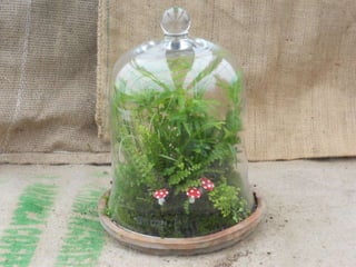 How to make a terrarium with Emily at Snug Harbor Farm