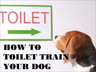 HOW TO
TOILET TRAIN
YOUR DOG
 
