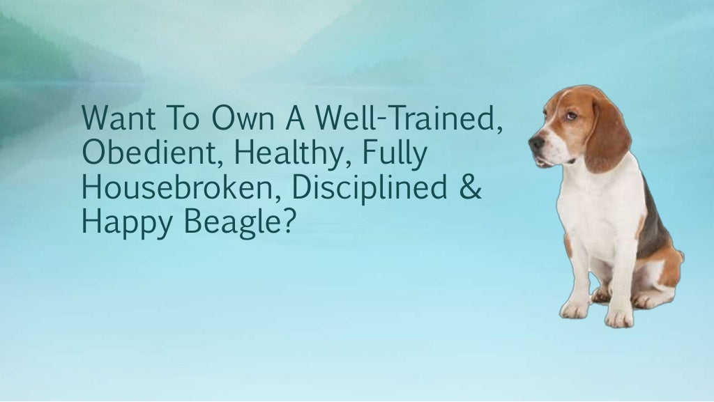 Why Is My Beagle So Hard To Train?